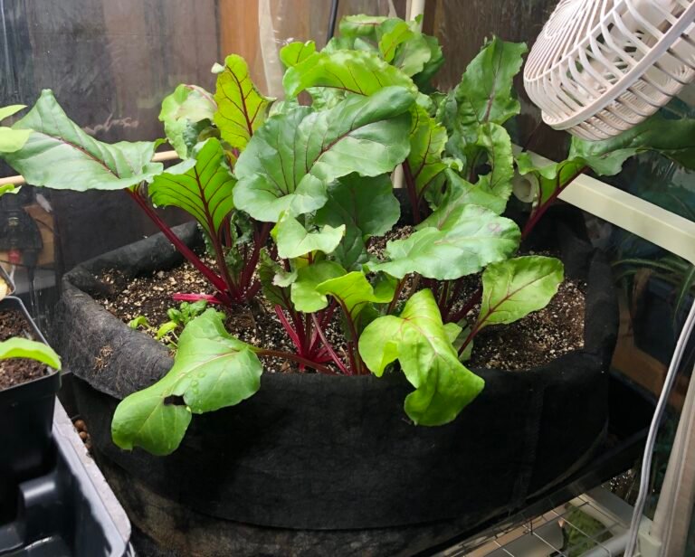 beet greens | grow your own greens