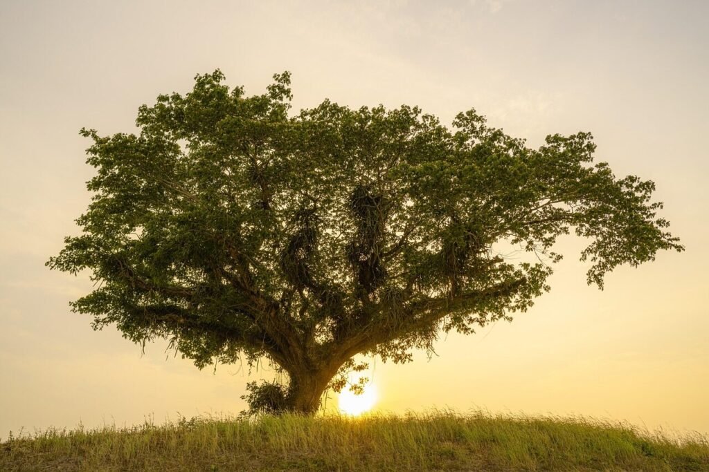 life tree